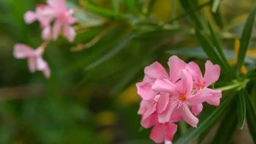 അരളിച്ചെടിക്ക് വിലക്കേര്‍പ്പെടുത്തി അബുദാബി